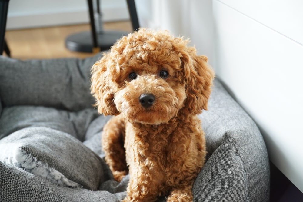 Toy Poodle